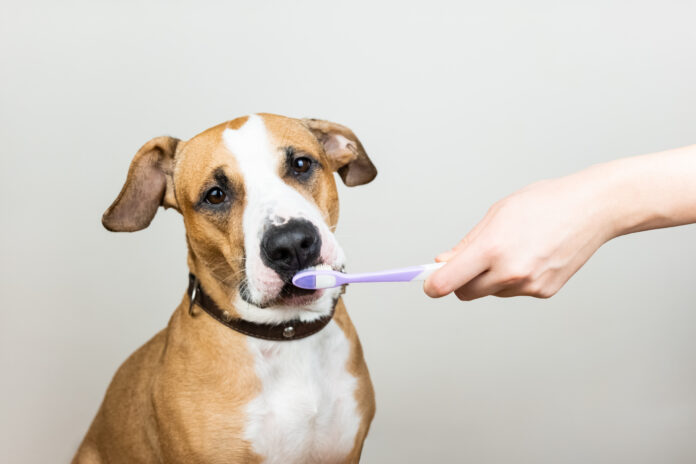 Cachorro sendo escovado com escova de dentes para manter a saúde bucal