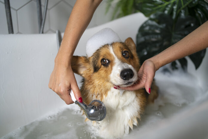 Cachorro recebendo banho em casa com espuma na cabeça