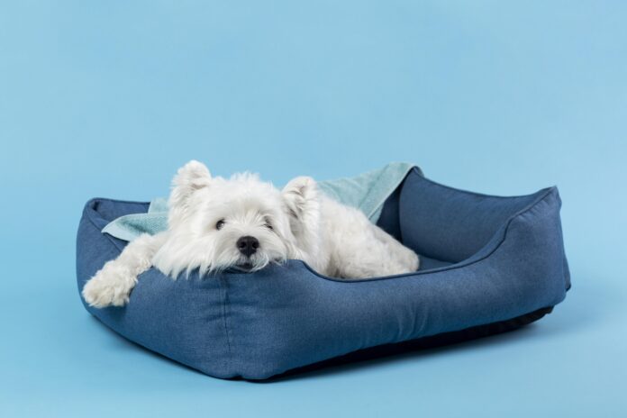 Cachorro branco descansando em cama ortopédica azul com fundo azul claro