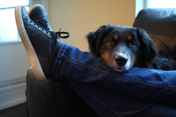 Cão deitado no sofá com a pata sobre a perna do dono, mostrando um olhar relaxado e contente.