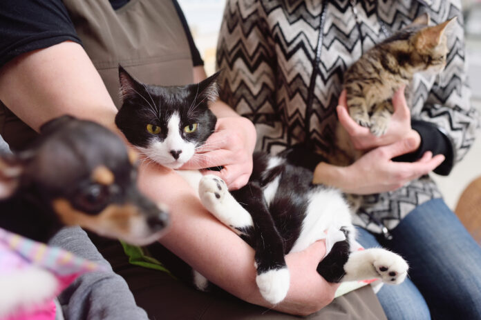 Gato preto e branco no colo de uma pessoa, interagindo com outros animais em um ambiente doméstico.