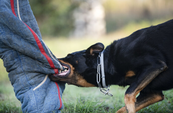 Cão mordendo uma perna protegida, representando comportamento agressivo e treinamento para controle de agressividade em cães.