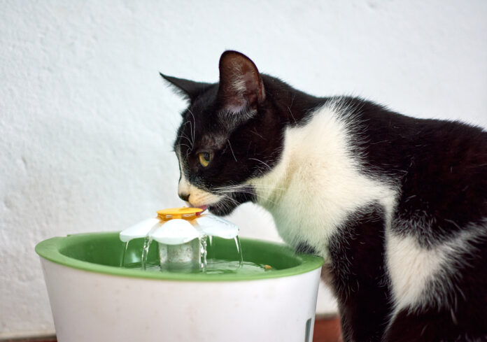 Gato preto e branco bebendo água em uma fonte de água para gatos.