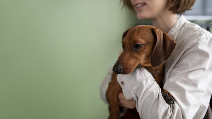 Dona abraçando seu cachorro enquanto verifica sinais de parasitas.