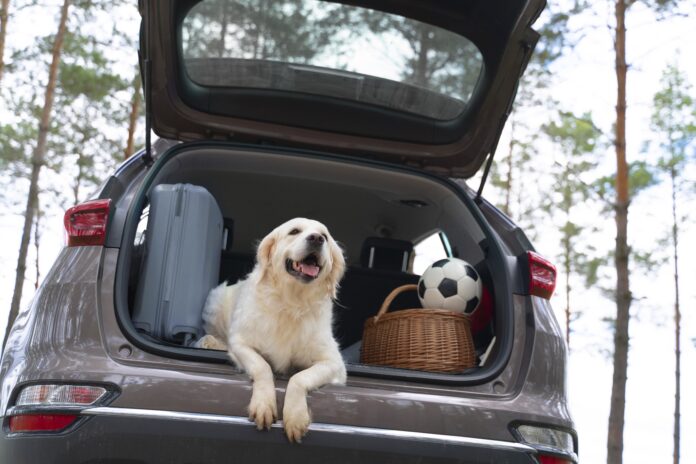 Cachorro feliz deitado na parte traseira de um carro com porta-malas aberto, pronto para viagem.
