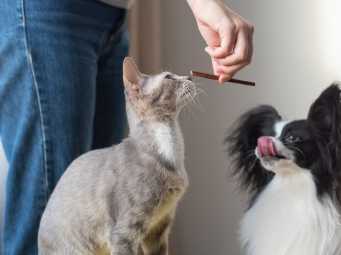 Pessoa treinando um gato e um cachorro juntos usando reforço positivo com petiscos.