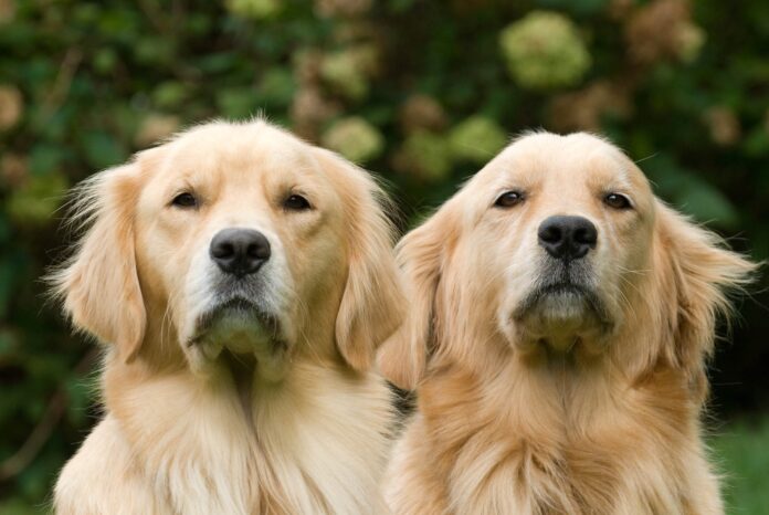 Dois cães adultos Golden Retriever lado a lado, olhando diretamente para a câmera, em um ambiente externo.