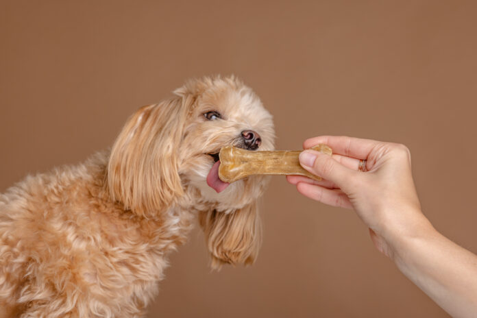 Cachorro recebendo um snack natural em forma de osso, destacando a importância de petiscos saudáveis.
